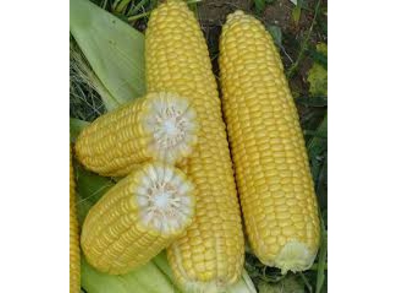 Семена кукурузы сахарной Шамо F1 (2500 семян), Lark Seeds