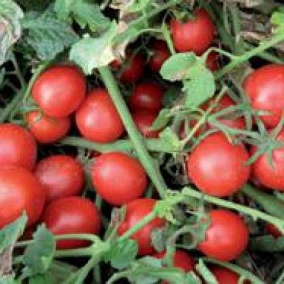 Семена томата детерминантного Шкипер F1 (95-100 дней) (1000 семян) Lark Seeds
