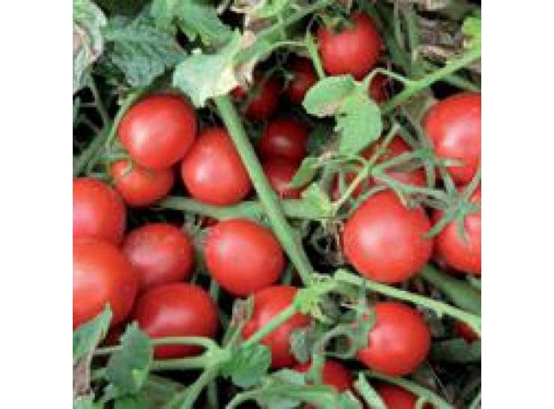 Семена томата детерминантного Шкипер F1 (95-100 дней) (1000 семян) Lark Seeds
