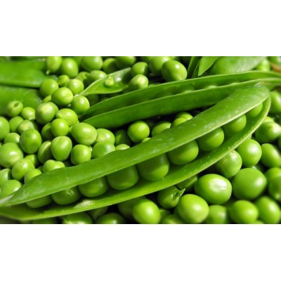 Насіння гороху Сомервуд (100 000 насінин), Syngenta
