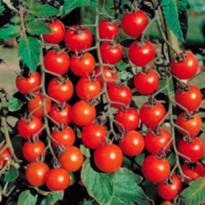 Семена детерминантного томата (чери) Старскрим F1 ранний, (1000 семян.) Lark Seeds