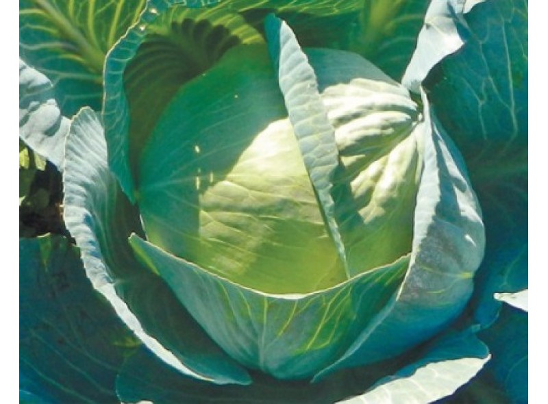 Семена капусты белокочанной позднеспелой, Сторидор F1, (2500 семян), Syngenta, Швейцария