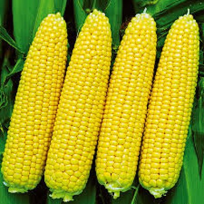 Семена кукурузы сахарной Сансвит F1 (1кг), Libra Seeds (Erste Zaden)