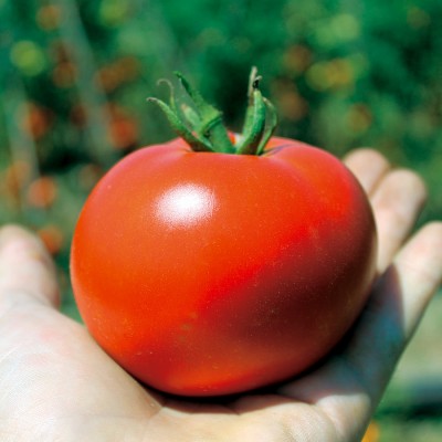 Семена томата Свит муссон F1 (986) (1000 семян), Libra Seeds (Erste Zaden), детерминантный, желтый биф