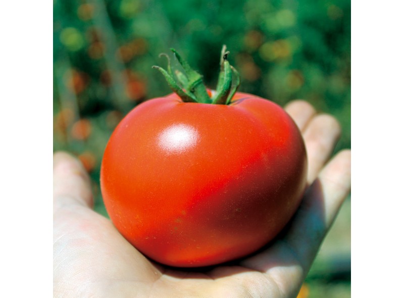 Семена томата Свит муссон F1 (986) (1000 семян), Libra Seeds (Erste Zaden), детерминантный, желтый биф Семена томата Свит муссон F1 (986) (1000 семян), Libra Seeds (Erste Zaden), детерминантный, желтый биф