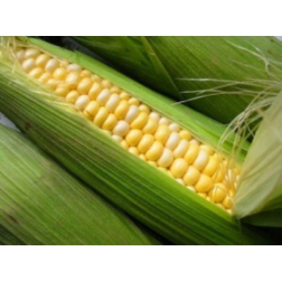 Насіння кукурудзи цукрової Світстар F1 (100 000 насінин), Syngenta