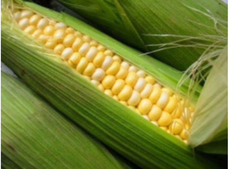 Насіння кукурудзи цукрової Світстар F1 (100 000 насінин), Syngenta Насіння кукурудзи цукрової Світстар F1 (100 000 насінин), Syngenta