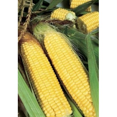 Семена кукурузы сахарной Свит Парадайз F1 (2500 семян), Lark Seeds