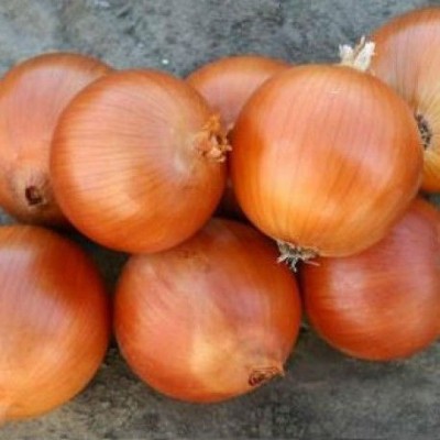 Семена лука Титан F1 (250 000 семян), Libra Seeds (Erste Zaden)