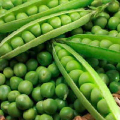Насіння гороху Вальверде (100 000 насінин), Syngenta