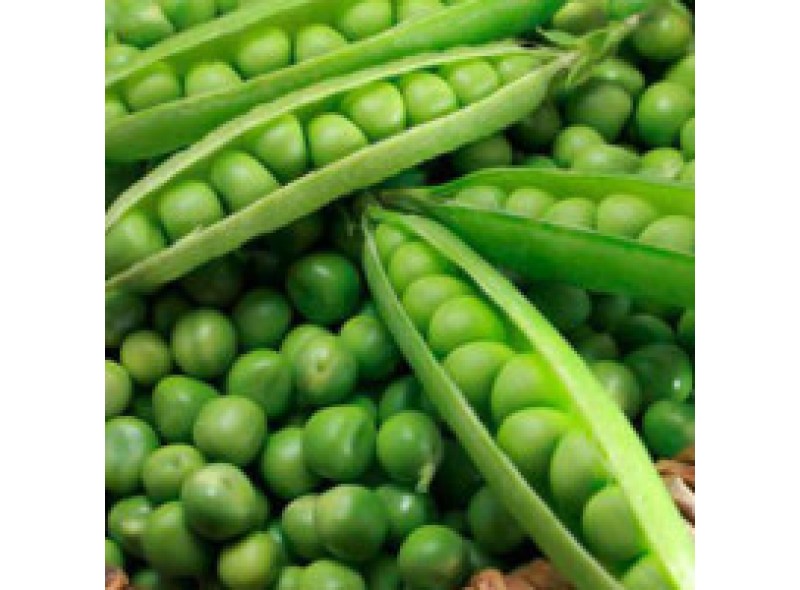 Насіння гороху Вальверде (100 000 насінин), Syngenta