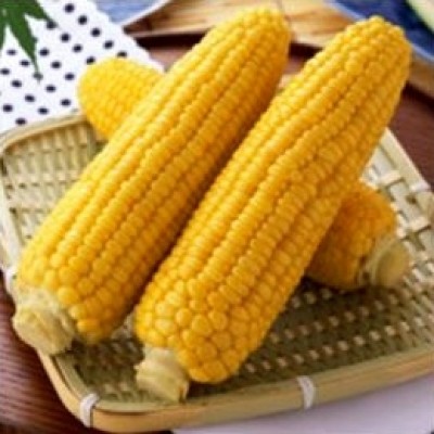  Семена сахарной кукурузы Уокер F1 (74 дня) кочан 24-25см, 25000 семян, Lark Seeds