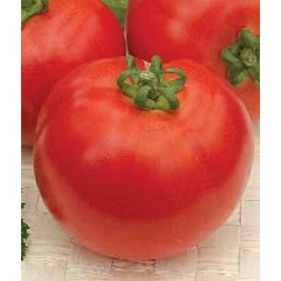 Семена томата Желани F1 (5000 семян), Libra Seeds (Erste Zaden)