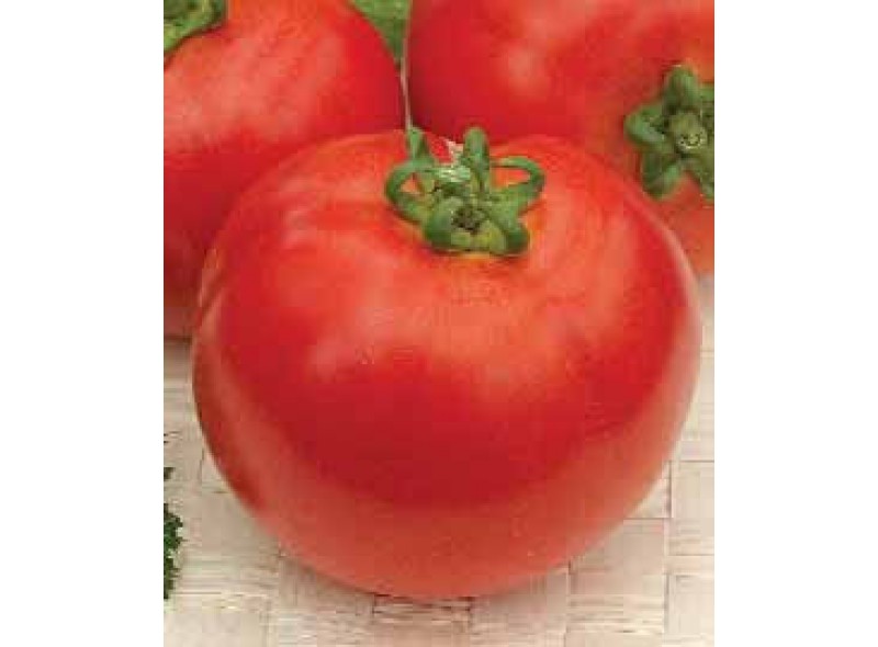 Семена томата Желани F1 (5000 семян), Libra Seeds (Erste Zaden) Семена томата Желани F1 (5000 семян), Libra Seeds (Erste Zaden)