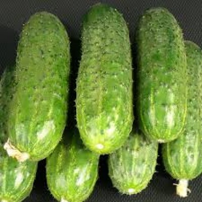 Семена огурца партенокарпического ZKI-104 F1 (42 дня) (1000 нас.) Lark Seeds