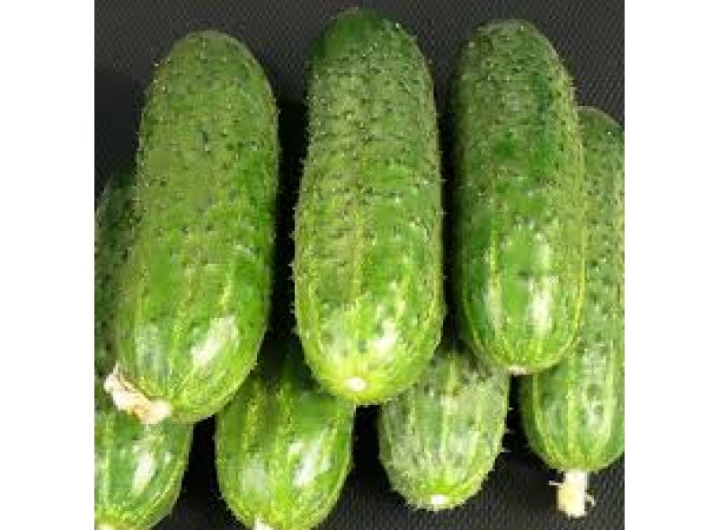 Семена огурца партенокарпического ZKI-104 F1 (42 дня) (250 нас.) Lark Seeds