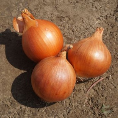 Насіння цибулі Оленка (Elenka F1) 250 000 сем. Cora Seeds