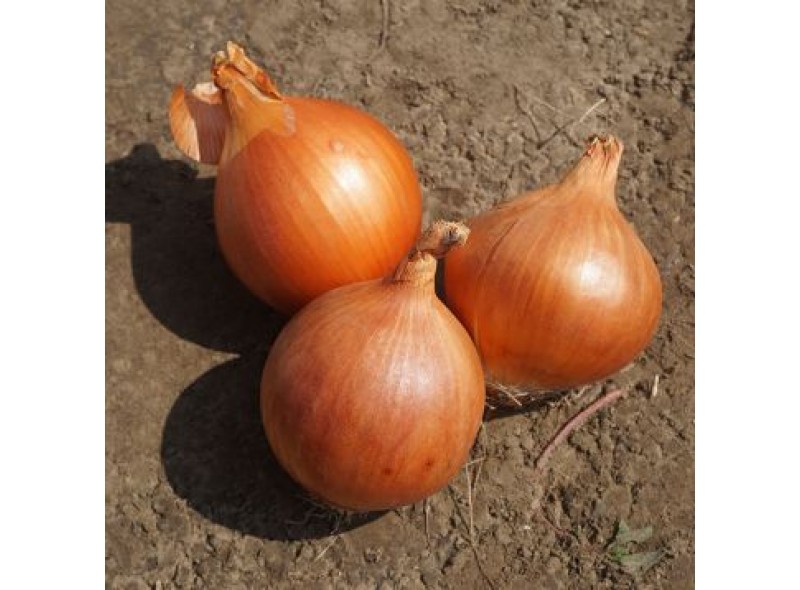 Семена лука Еленка (Elenka F1) 250 000 сем. Cora Seeds