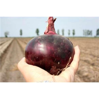 Насіння цибулі червоної Фіамма (Fiamma F1) 250 000 сем., Cora Seeds