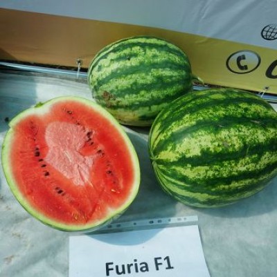Насіння кавуна Фурія (Furia F1) 1000 сем., Cora Seeds