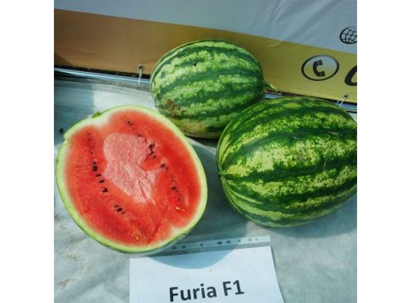 Насіння кавуна Фурія (Furia F1) 1000 сем., Cora Seeds