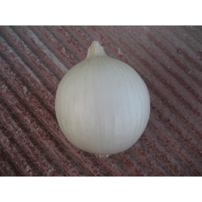 Насіння цибулі озимої Гідра (Hidras F1) 250 000 сем., Cora Seeds