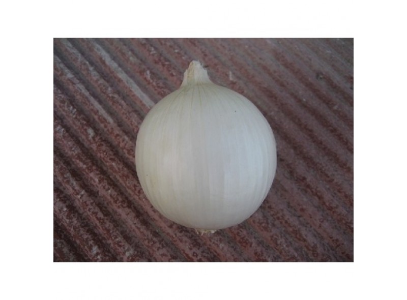 Семена лука озимого Гидра (Hidras F1) 250 000 сем., Cora Seeds