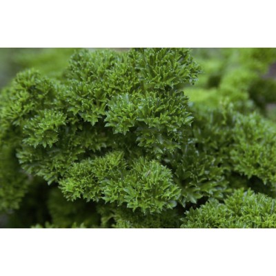 Насіння петрушки кучерявої Смарагд 100 гр., Agri-Saaten