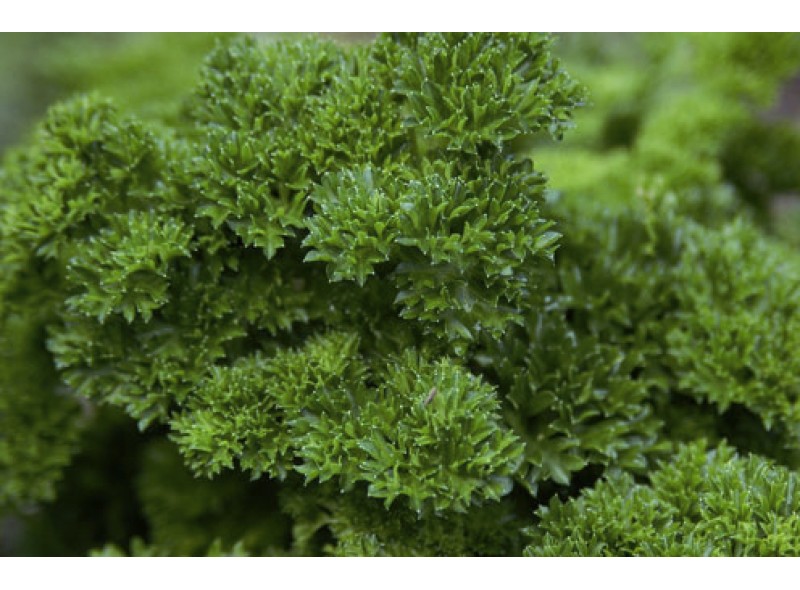Семена петрушки кучерявой Изумруд 100 гр., Agri-Saaten