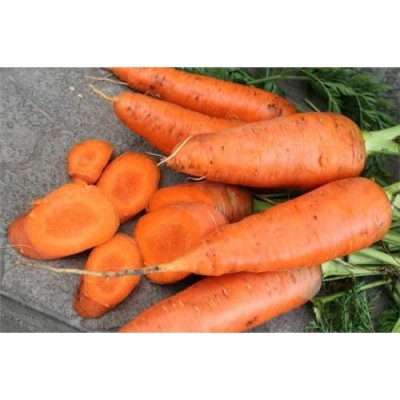 Семена моркови Шантанэ типа Катрин 50 гр. Agri-Saaten