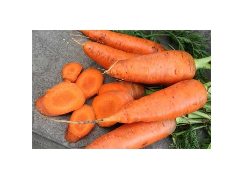 Семена моркови Шантанэ типа Катрин 500 гр. Agri-Saaten