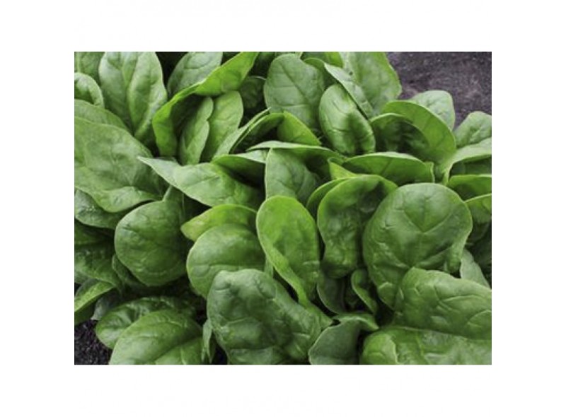 Шпинат Клиппер F1 50 000сем. SAKATA