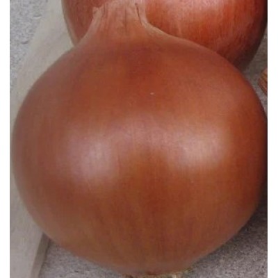 Насіння цибулі Ламіка (Lamyca F1) 250 000 сем., Cora Seeds