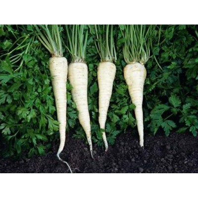 Насіння петрушки кореневої Ланже, 100 гр., Agri-Saaten