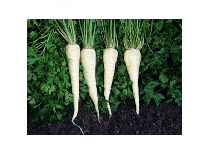 Насіння петрушки кореневої Ланже, 500 гр., Agri-Saaten