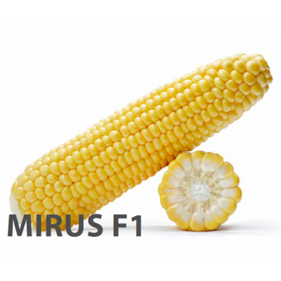 Насіння кукурудзи цукрової Mirus F1 5000 сем. Royal Sluis, Seminis