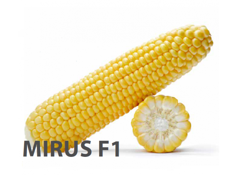 Насіння кукурудзи цукрової Mirus F1 5000 сем. Royal Sluis, Seminis Насіння кукурудзи цукрової Mirus F1 5000 сем. Royal Sluis, Seminis