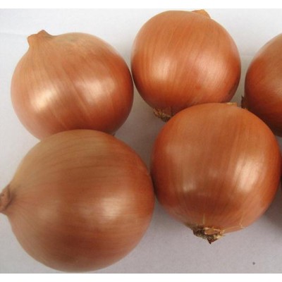 Насіння цибулі Муза (Musa F1) 250 000 сем., Cora Seeds