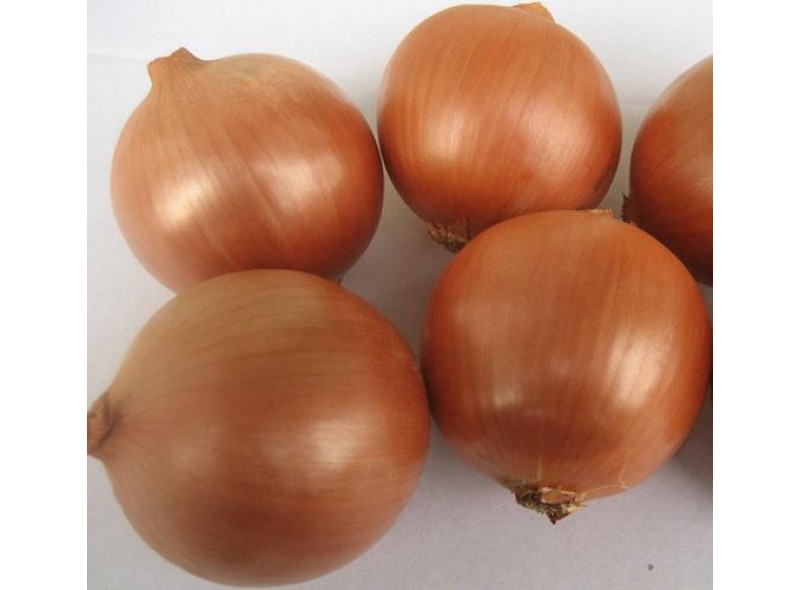 Насіння цибулі Муза (Musa F1) 250 000 сем., Cora Seeds Насіння цибулі Муза (Musa F1) 250 000 сем., Cora Seeds