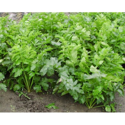 Семена пастернака Белая жемчужина 100 гр., Agri-Saaten