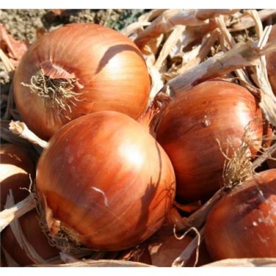 Насiння цибулі Ranko F1 250000 нас. Cora Seeds