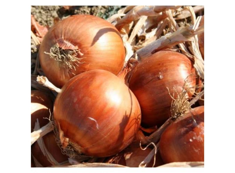 Насiння цибулі Ranko F1 250000 нас. Cora Seeds