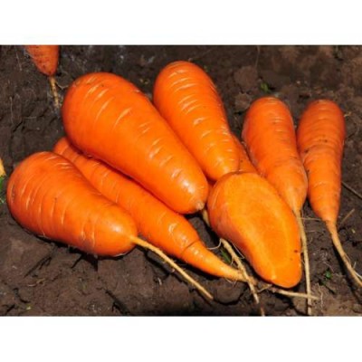 Семена моркови ШАНТАНЕ РЕДКОР 0,5кг GRIFFATON