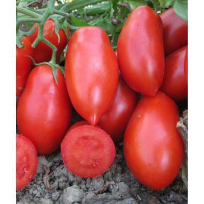 Насіння томату для переробки Рочча (Roccia F1) 1000 сем., Cora Seeds