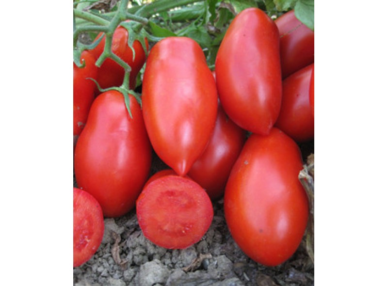 Насіння томату для переробки Рочча (Roccia F1) 1000 сем., Cora Seeds