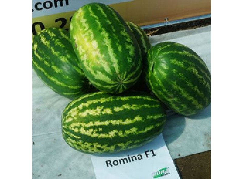 Насіння кавуна Роміна (Romina F1) 1000 сем., Cora Seeds