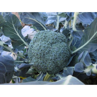 Насіння капусти броколі Самоа (Samoa F1) 500 сем., Cora Seeds