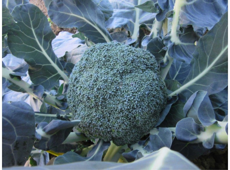 Насіння капусти броколі Самоа (Samoa F1), 1000сім., Cora Seeds Насіння капусти броколі Самоа (Samoa F1), 1000сім., Cora Seeds