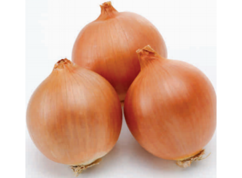 Семена лука Сандра (Sandra F1) 250 000 сем., Cora Seeds