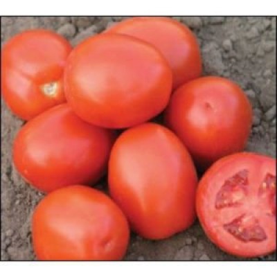 Насіння томату детермінантного Ріо Фуего (115 днів) вершкове (0,5 кг) Lark Seeds